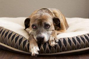 Too often, lameness in dogs is misdiagnosed as arthritis