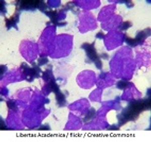 An Update on Canine Lymphoma