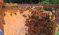 USDA advances American foulbrood vaccination for honeybees