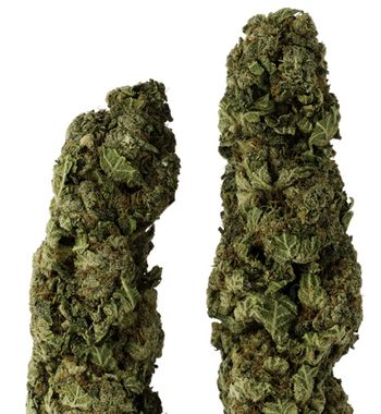 veterinary_marijuana_buds-656551-1384327574150.jpg