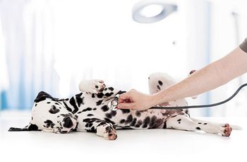 veterinary-dog-examine-by-doctor-450px-shutterstock-255040486.jpg