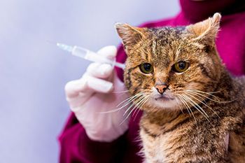 veterinary-cat-injection-shot-AdobeStock_196301561_450.jpg