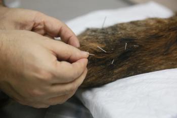 Veterinary acupuncture
