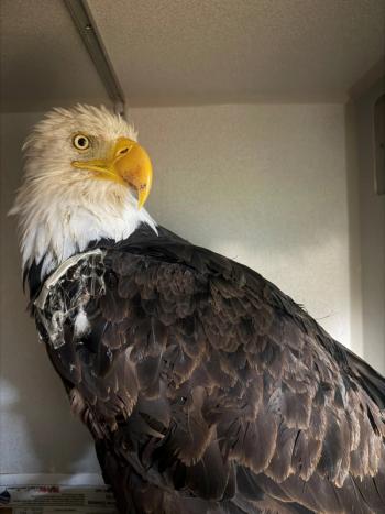 Avian flu was primary cause of death for Big Bear bald eagle Jackie, necropsy findings show