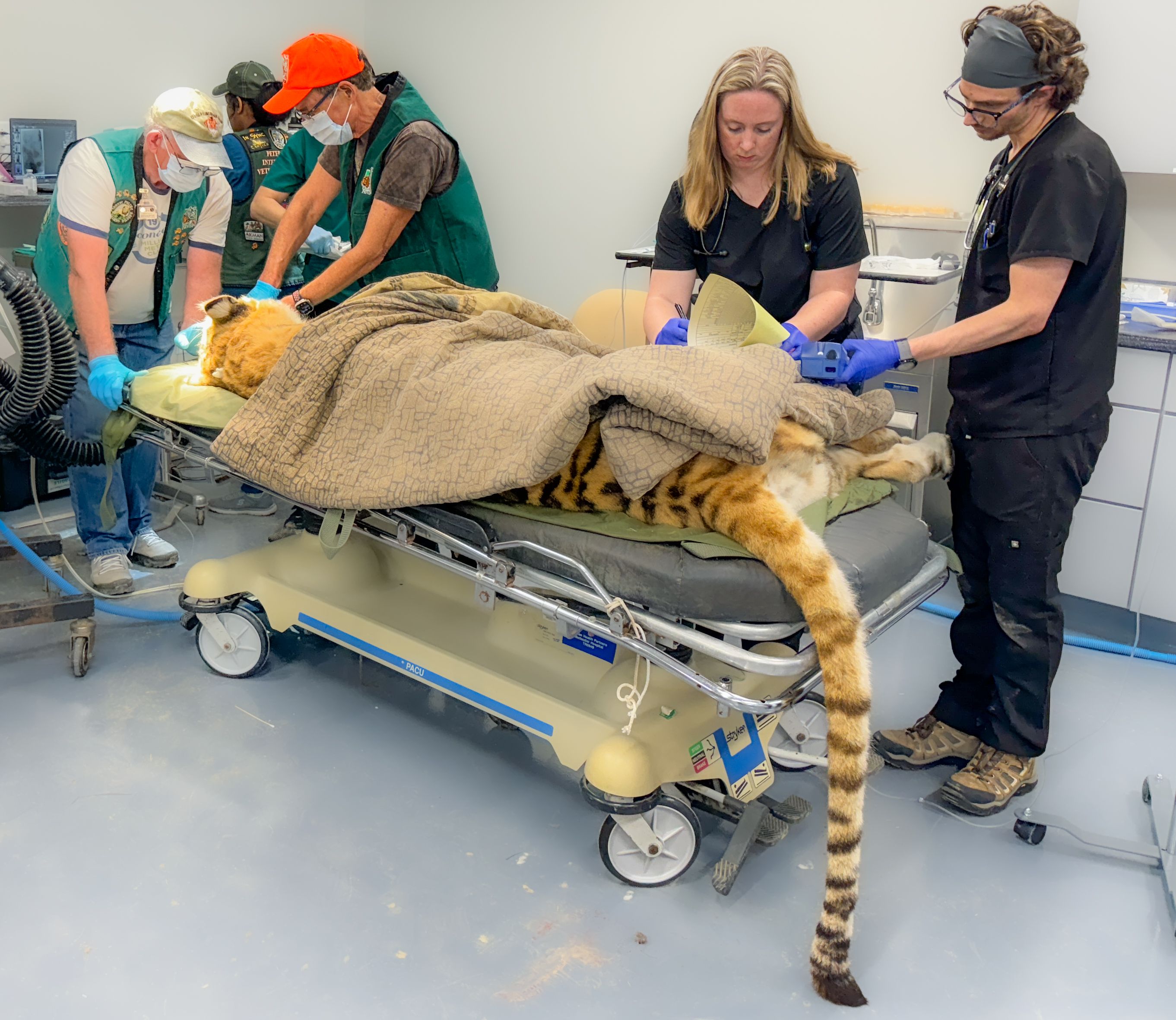 Tiger dentistry