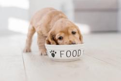 3 pet food trends for 2023 