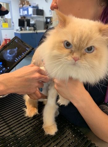 Cat_ultrasound-Main.jpg