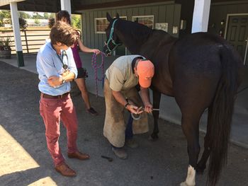 veterinary-horse-associate-owner-kyle-palmer-450.jpg
