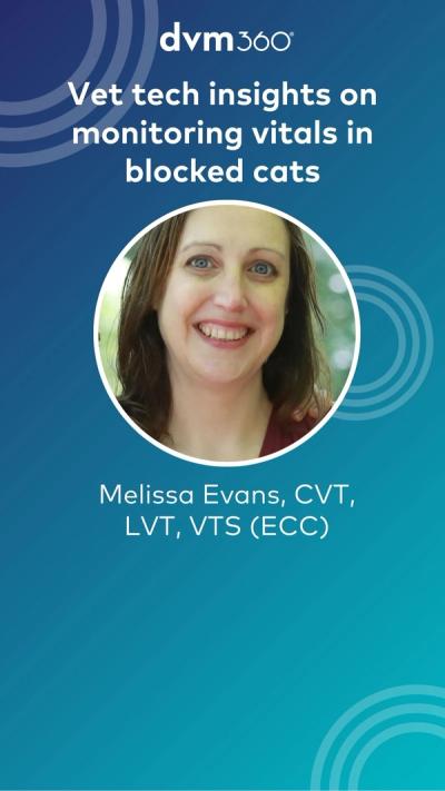 Vet tech insights on monitoring vitals in blocked cats