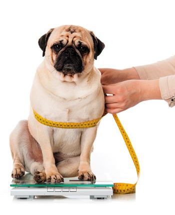 pug_450.jpg