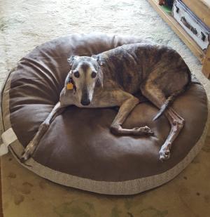 Welcoming and caring for senior pets