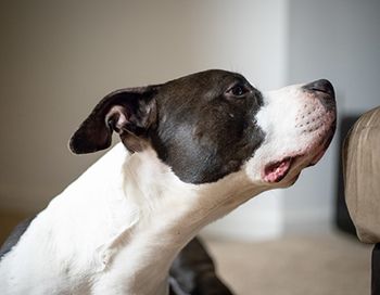 veterinary_ sad_dog_AdobeStock_246892098_main.jpg