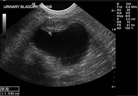 Image Quiz: What's causing this dog's painful urination?