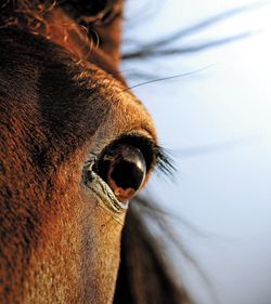 Caring for a Horse With One Eye: Essential Tips for Success