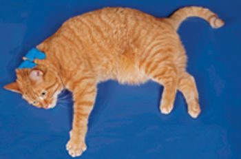 veterinary_clipnosis_cat200-650761-1384338530550.jpg