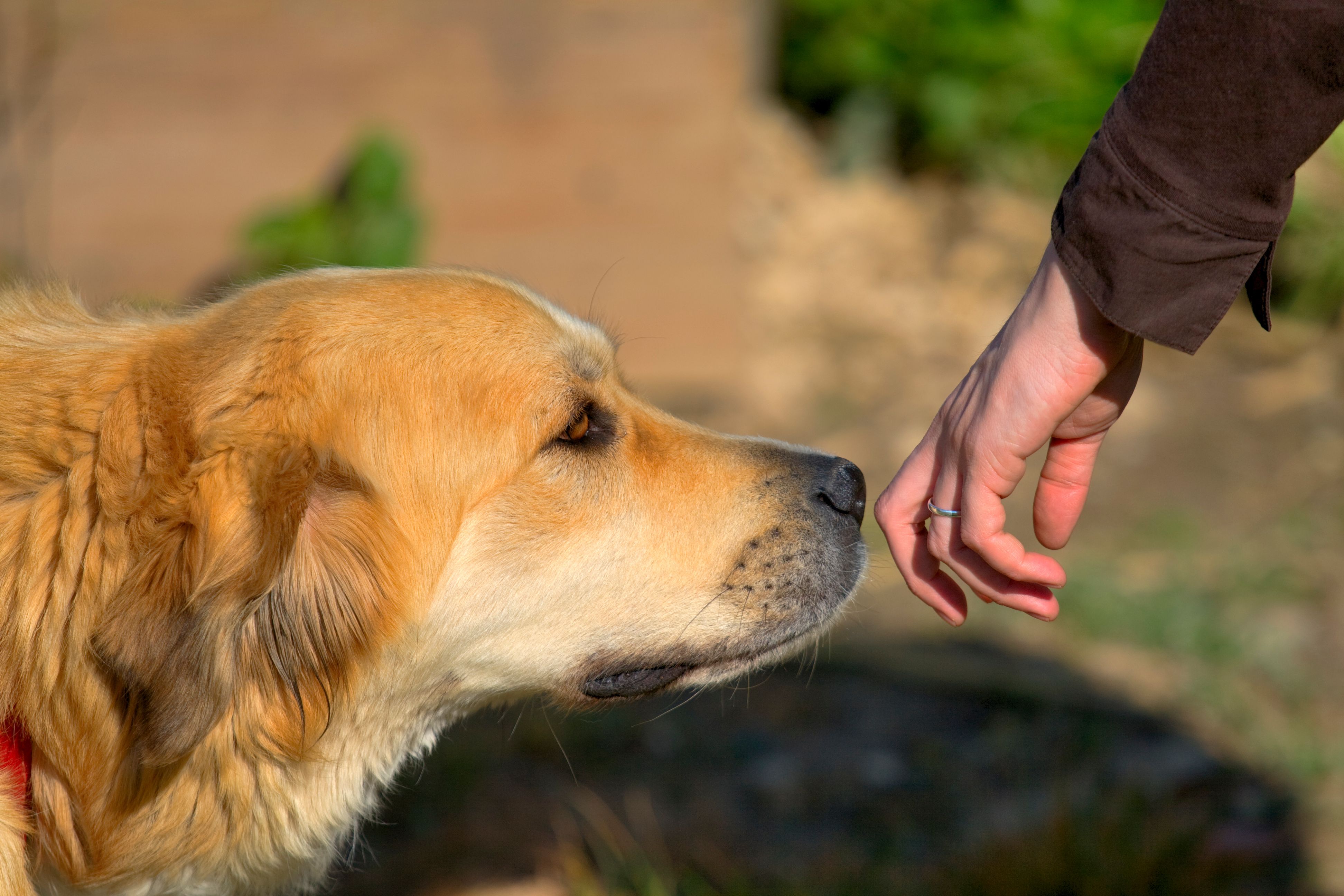 how to treat a dog bite on your hand