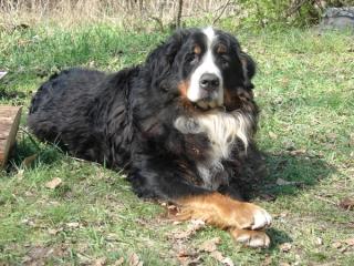 Senior Bernese Mountain dog