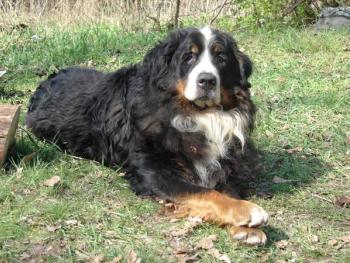 Senior Bernese Mountain dog