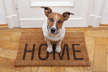 3 tips for making veterinary house calls