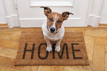 veterinary-dog-welcome-home-on-brown-mat-450px-shutterstock-112951720.jpg