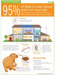 Flea Checklist Flea education packet: Top five client handouts