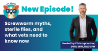 Screwworm myths, sterile flies, and what vets should do now: New Vet Watch episode