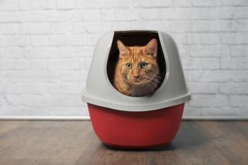 Cat peeing in litterbox