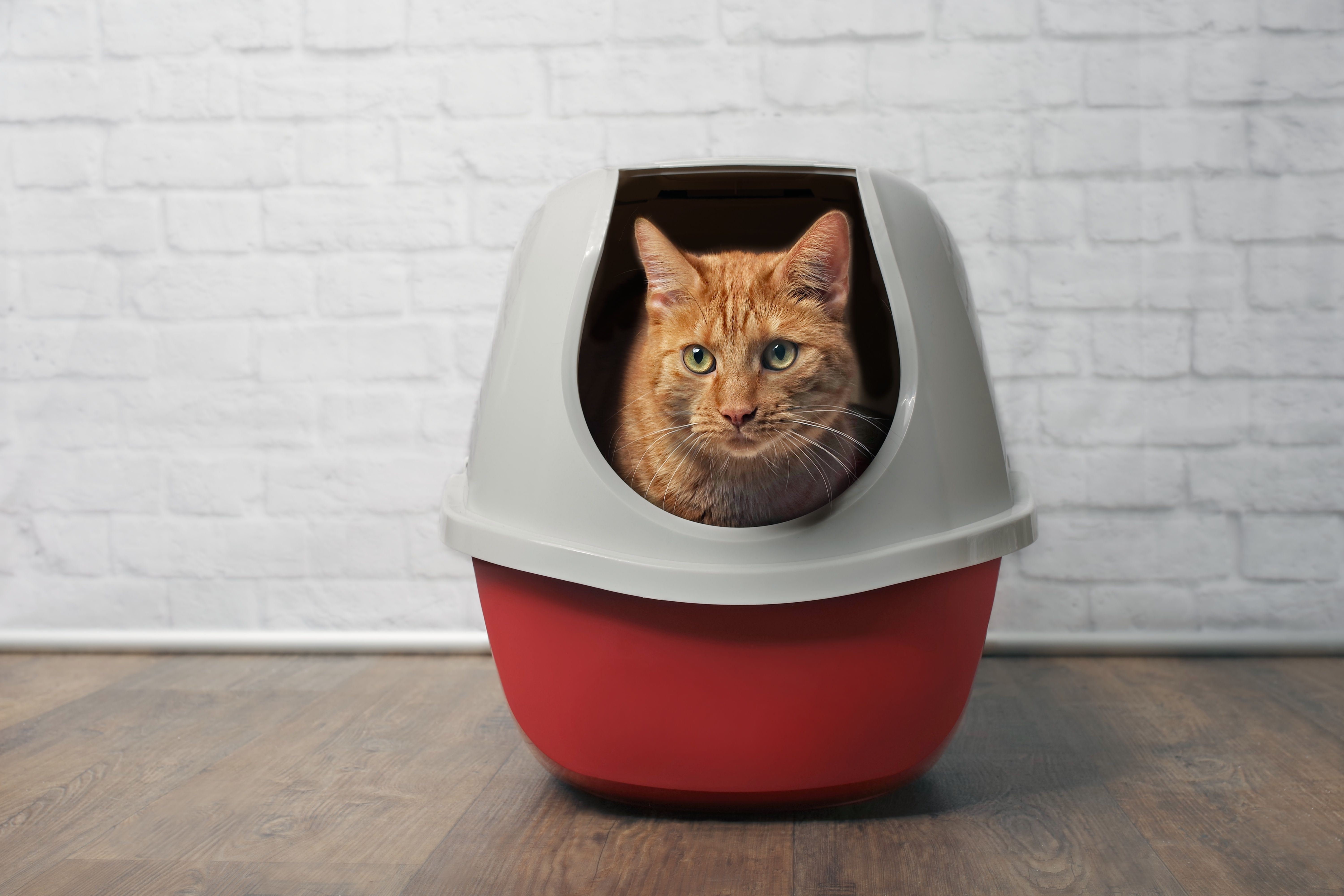 Кот писает кровью причины. Кошка на стуле. Кот Калакара. Cat using a Litter Box.