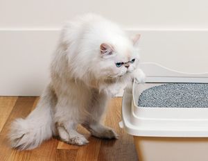 veterinary_cat_litter_106887241_450.jpg