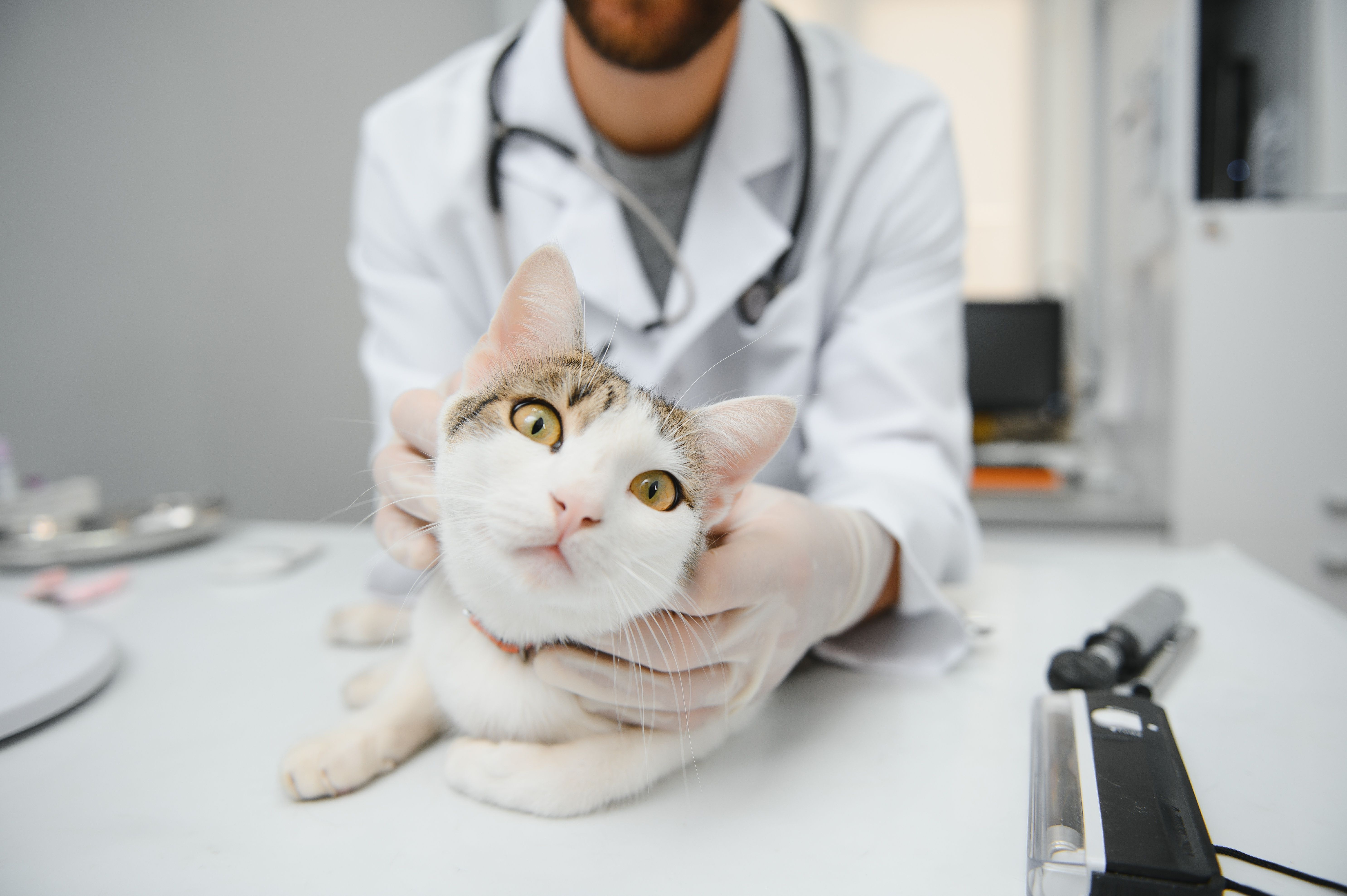 Partners for Health Pets and VHMA collaboration publish white paper