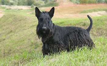Scottish terrier
