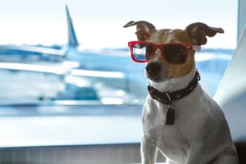 Pet TravelPass introduced to streamline international travel documentation process