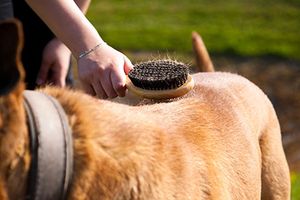 veterinary-dog-brushing-AdobeStock_22246412_450.jpg