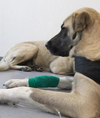 Dog getting transfusion