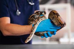 3 quick pearls for examining herpetological patients