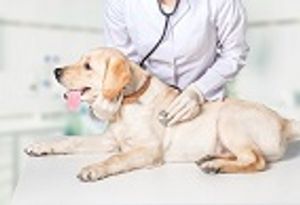 FDA-Approved Drug Can Prolong a Dog's Healthy Years