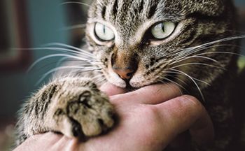 veterinary-cat-bite-556454041-460px-21472336935877.jpg