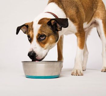 veterinary-dogeat-86545015_450.jpg