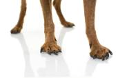 Canine osteoarthritis