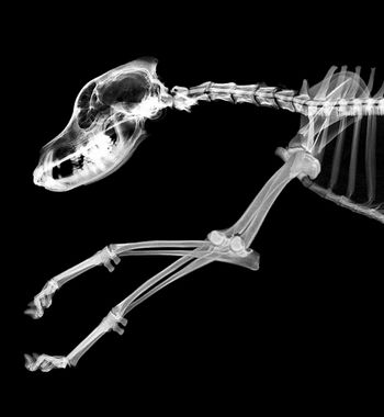 veterinary_radiograph-666093-1384322542722.jpg