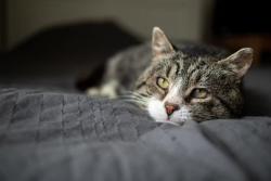 Feline oral cancer is the focus of a new study