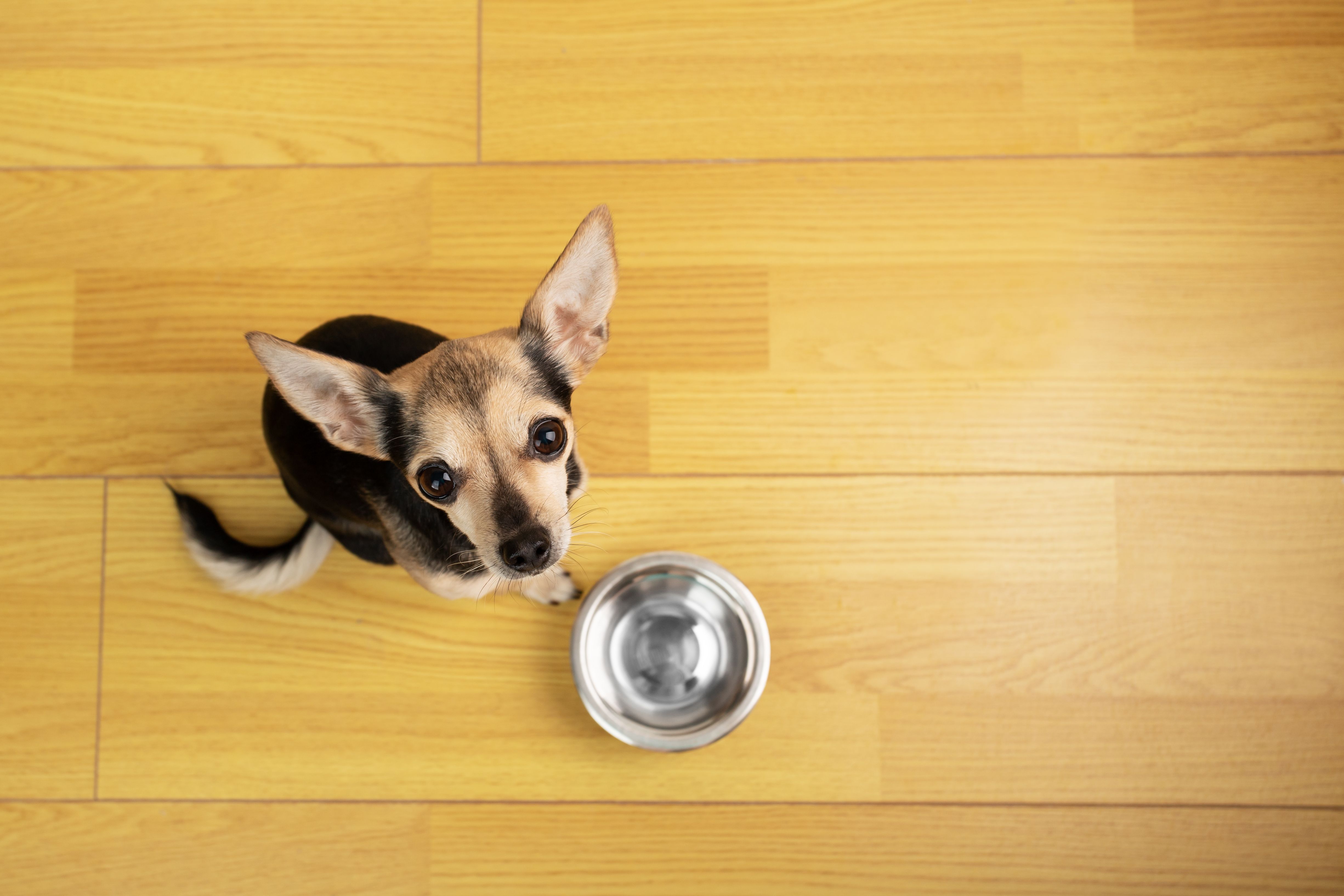 <![CDATA[A newly launched pet food company positions itself around “clinical-grade” nutrition for small dogs]]>