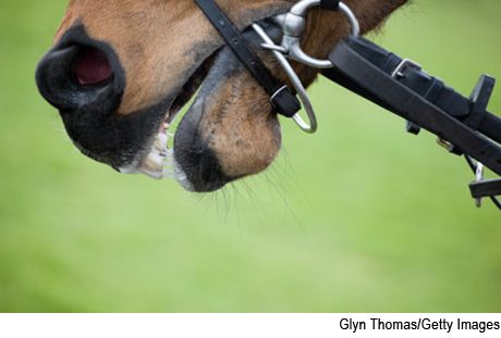 thoroughbred-680065-1384226043986.jpg