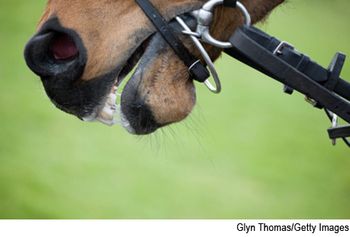 thoroughbred-680065-1384226043986.jpg