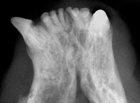 veterinary_Bellows_0314_11C-836267-1404214619695.jpg