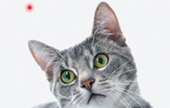 cat_laser_pointer_250_flash-815121-1404222540685.jpg
