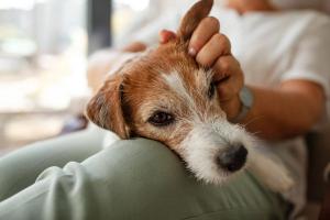 Senior pet socialization: Supporting social health in aging dogs and cats