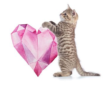 020719_heartworm-spotlight-cat_450.jpg