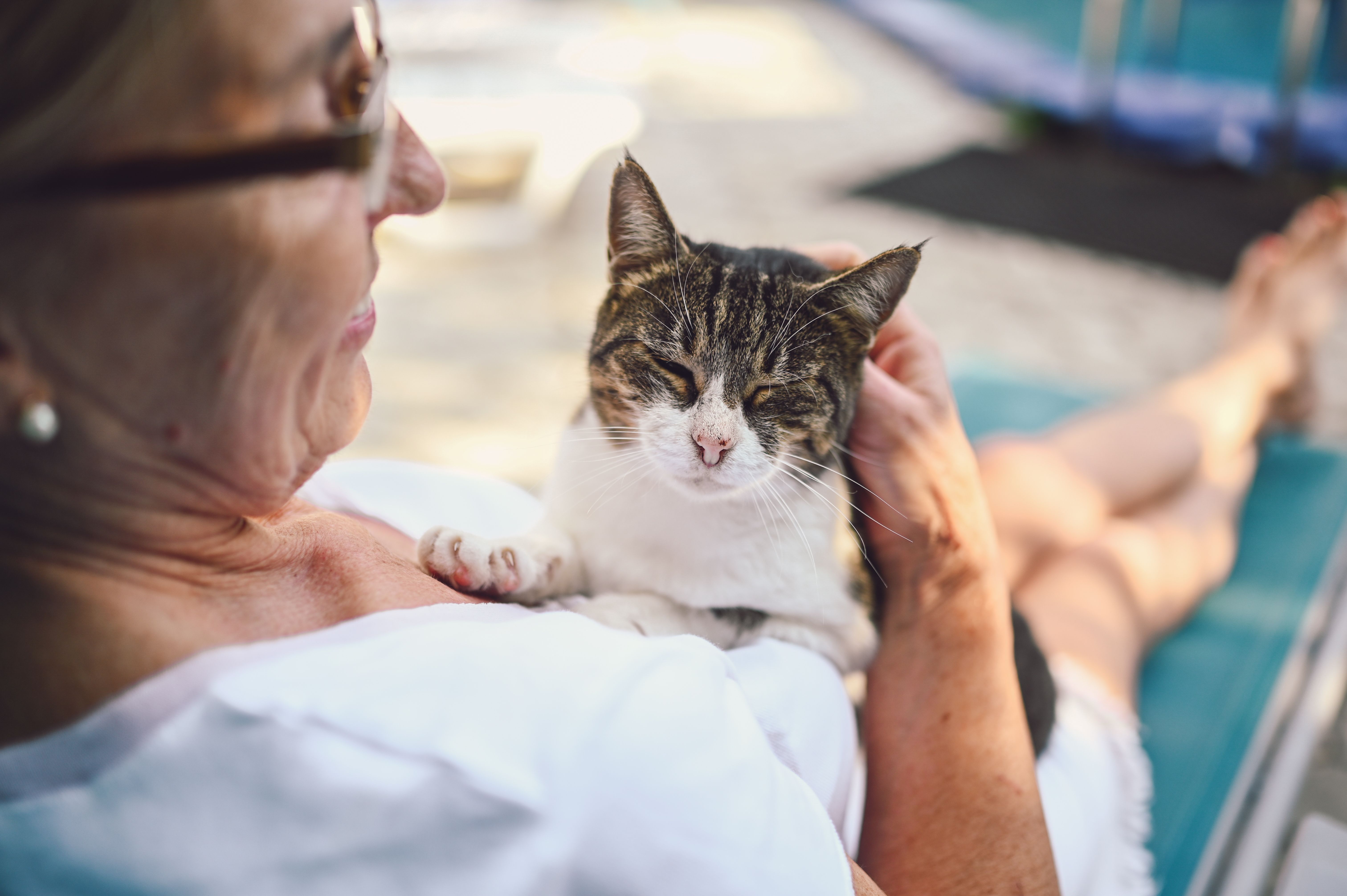 Targeting care for senior cats and their caretakers