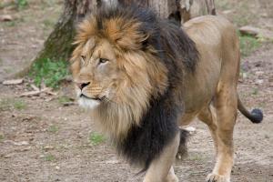 Lions and tigers at Smithsonian National Zoo test presumptive positive for COVID-19